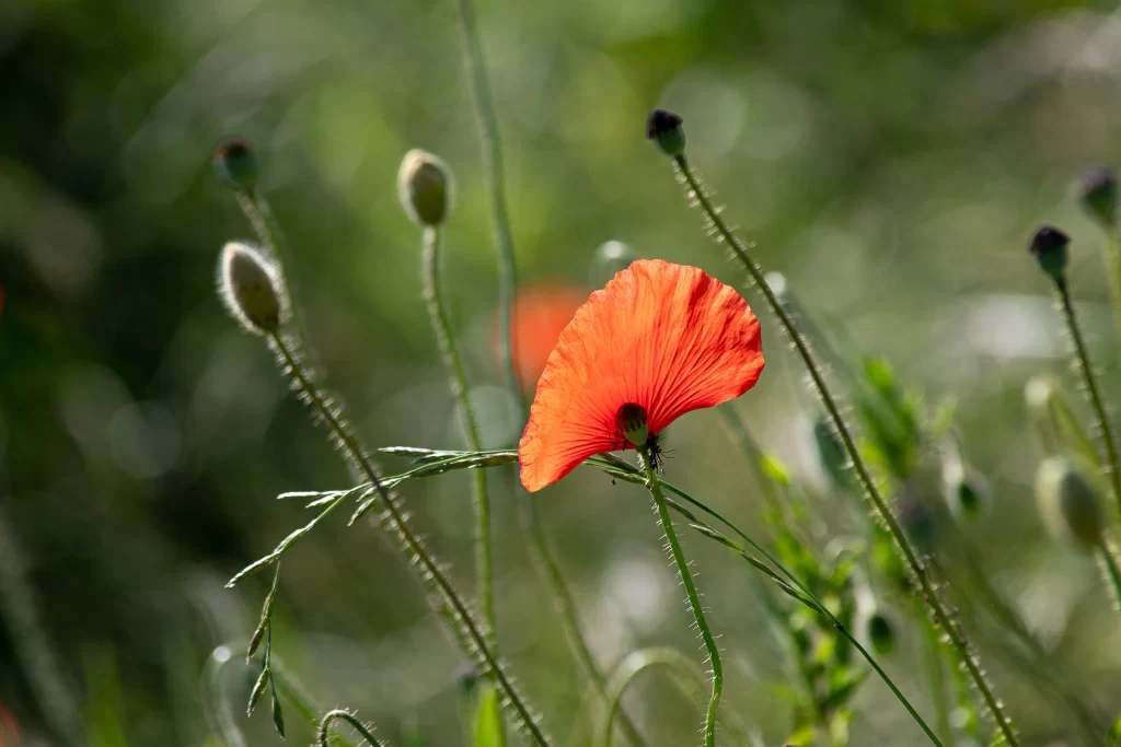Red Corn Poppy Petals Green warm Stems
