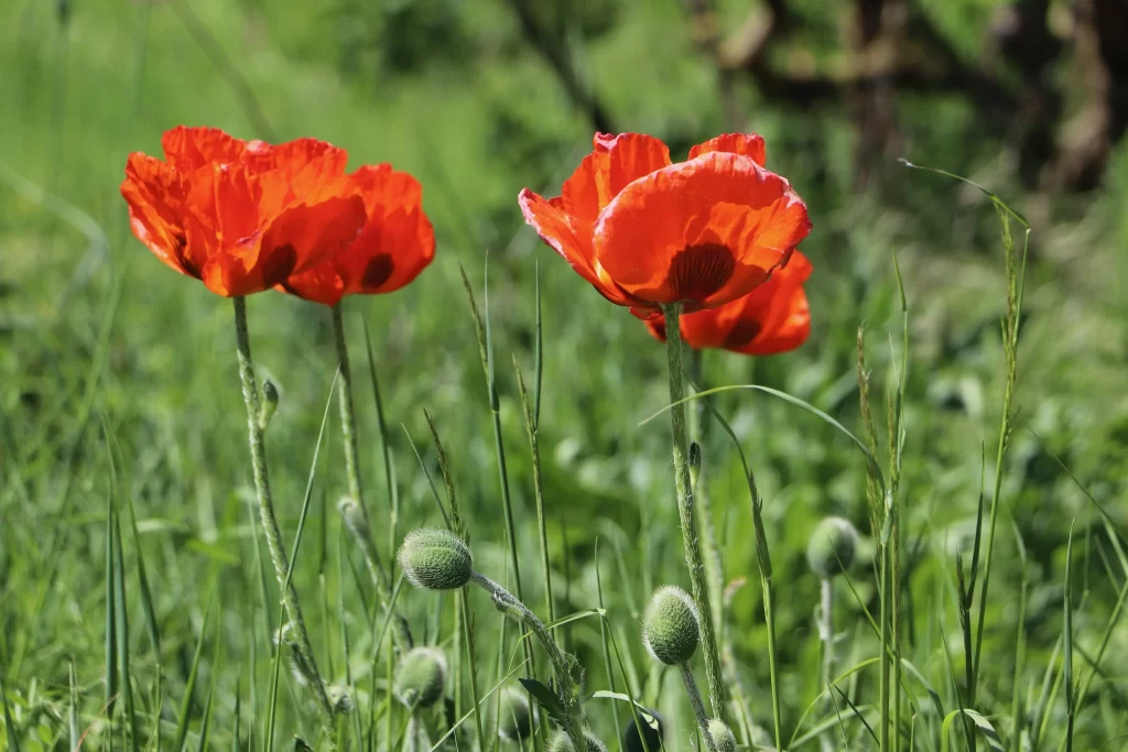 Red Corn Poppy Petals Green warm Stalks