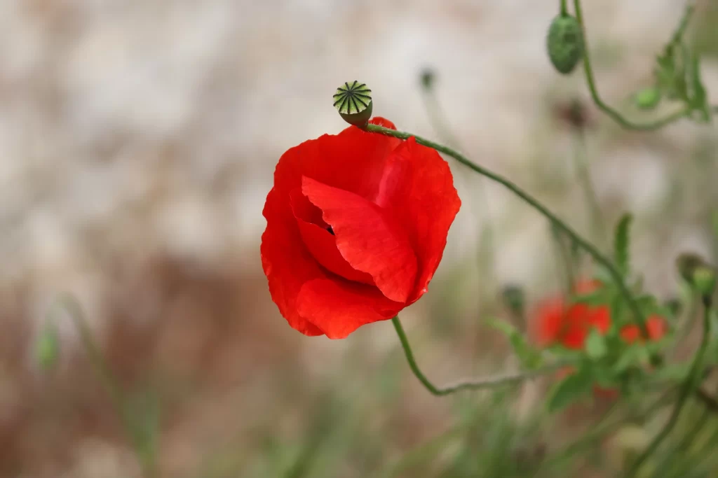 Red Corn Poppy Petals Green gray Stems