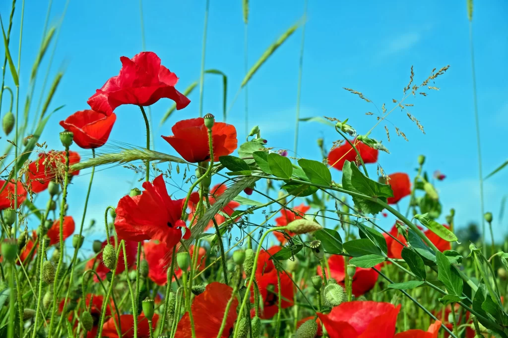 Red Corn Poppy Petals Green Leaves Blue cool Sky
