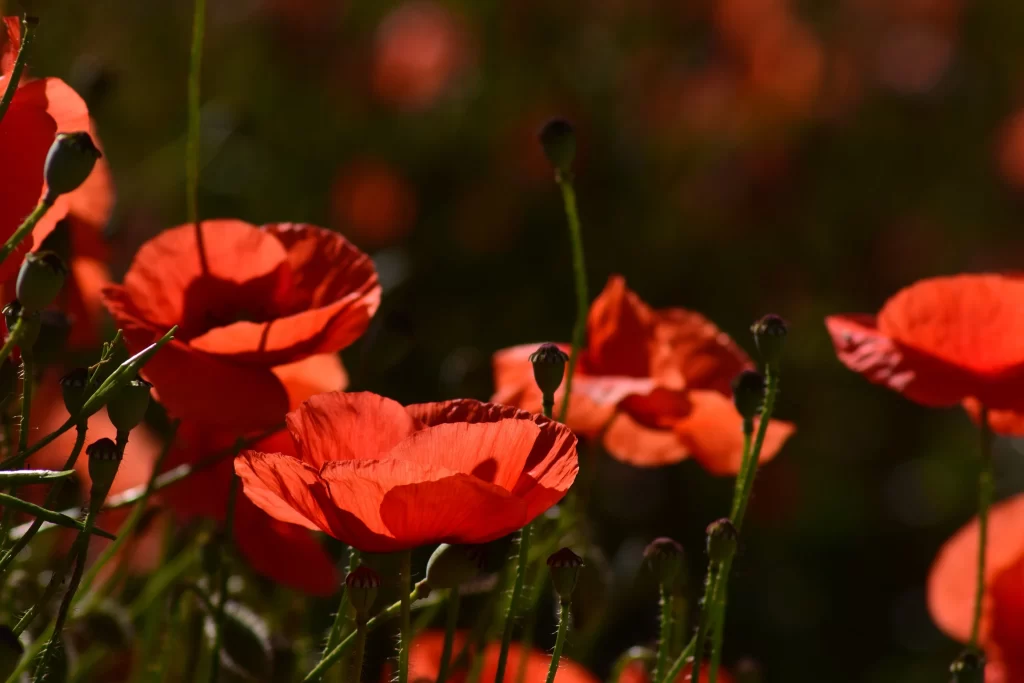 Red Corn Poppy Petals Green warm Stems