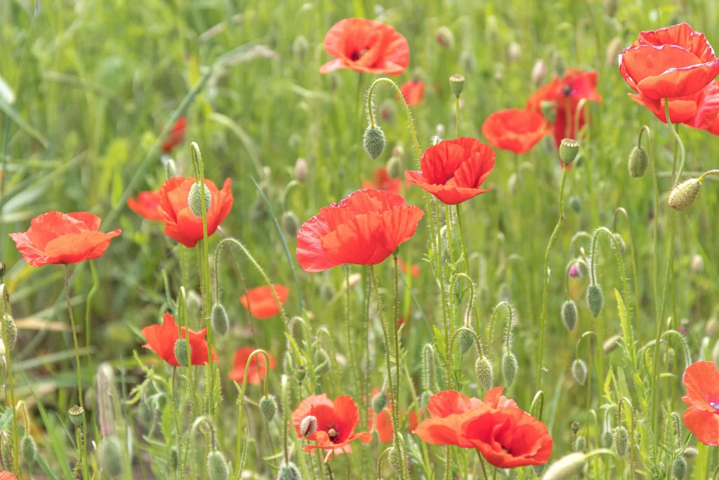 Red Corn Poppy Petals Green warm Stems