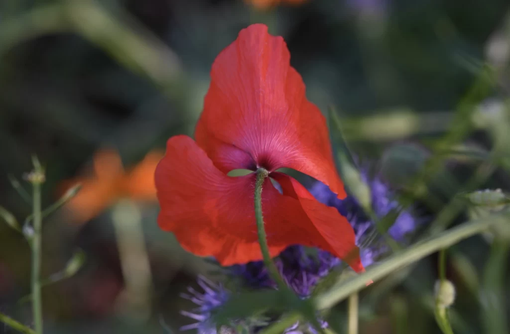 Red Corn Poppy Petals Green gray Stems