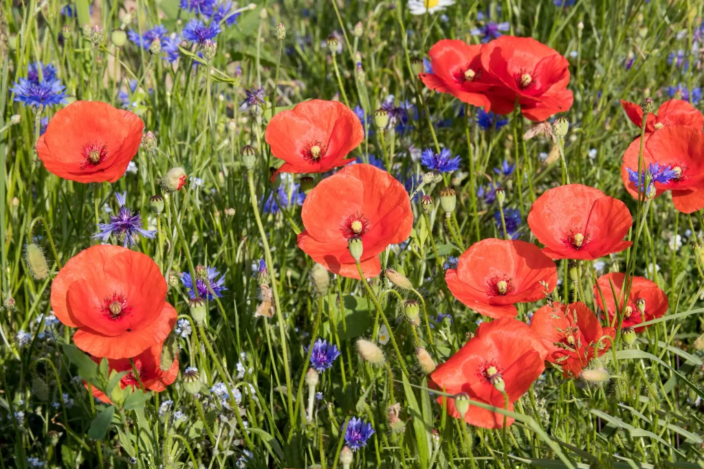Red Corn Poppy Petals Green Stems Blue Wildflowers