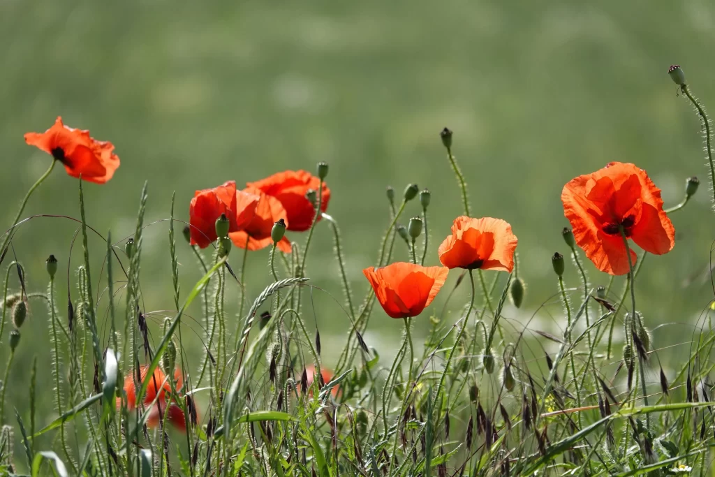 Red Corn Poppy Petals Green Stems warm Field