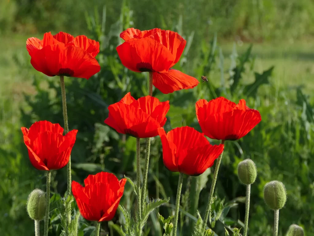 Red Corn Poppy Petals Green warm Stems