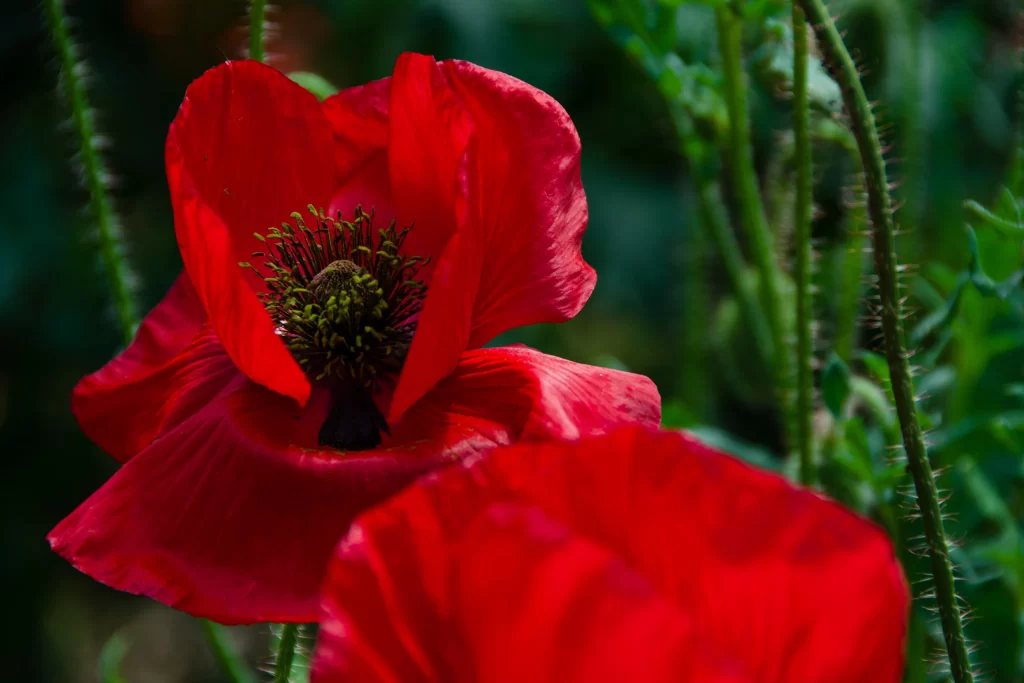 Red Corn Poppy Petals Green warm Stems