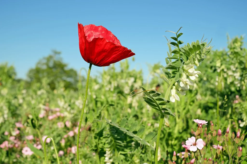 Red Corn Poppy Petals Green Leaves Blue warm Sky