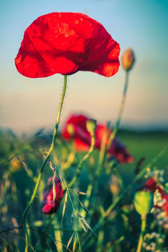 Red Corn Poppy Petals Green gray Stems