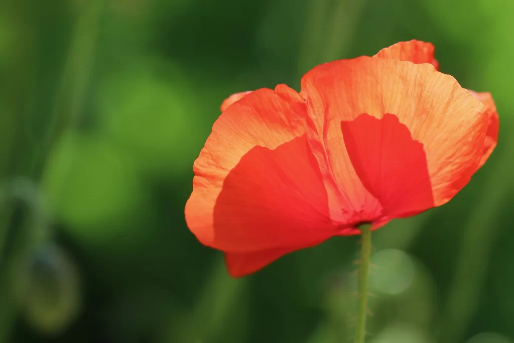 Red Corn Poppy Petals Green warm Background