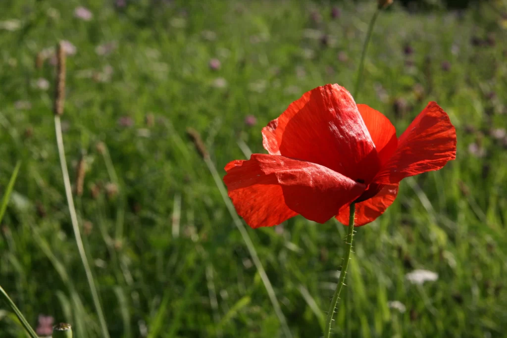 Red Corn Poppy Petals Green warm Grass