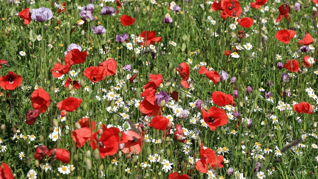 Red Corn Poppy Petals Green Grass White Daisies Purple Flowers