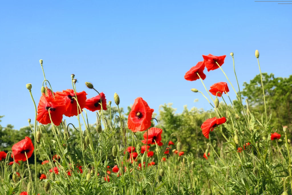 Red Corn Poppy Petals Green Stems Blue gray Sky