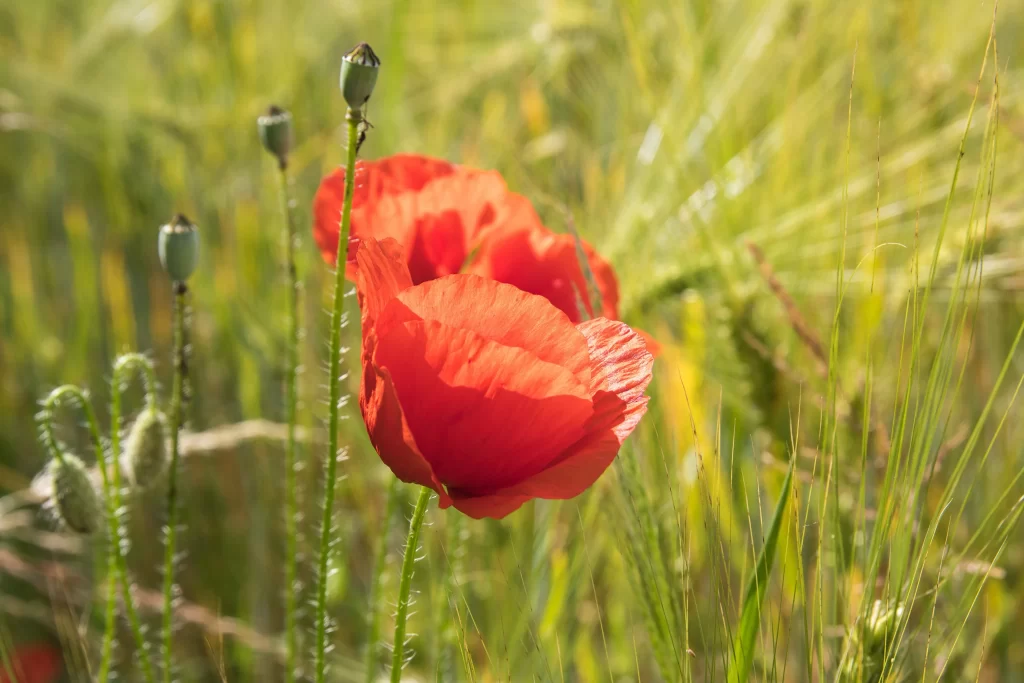 Red Corn Poppy Petals Green warm Stalks
