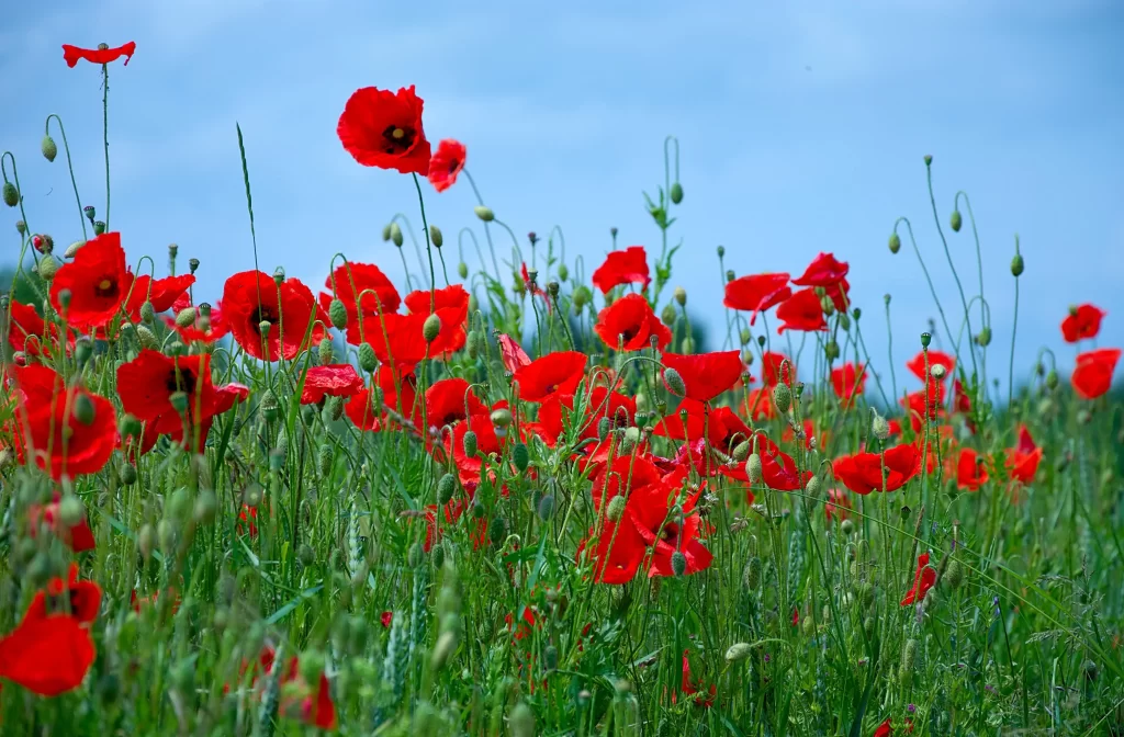 Red Corn Poppy Petals Green Stems Blue gray Sky