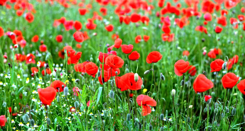 Red Corn Poppy Petals Green Leaves Field