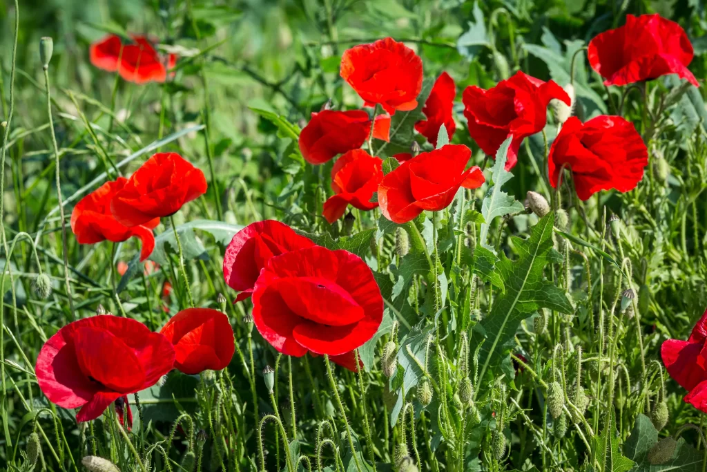 Red Corn Poppy Petals Green warm Leaves