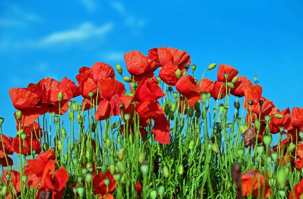 Red Corn Poppy Petals Green Stems Blue cool Sky