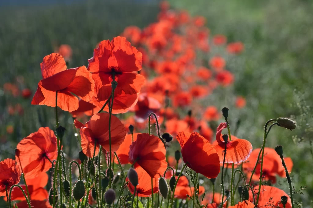 Red Corn Poppy Petals Green warm Stems