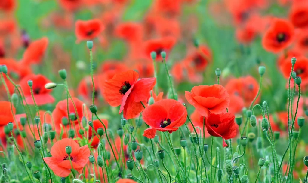 Red Corn Poppy Petals Green warm Stems