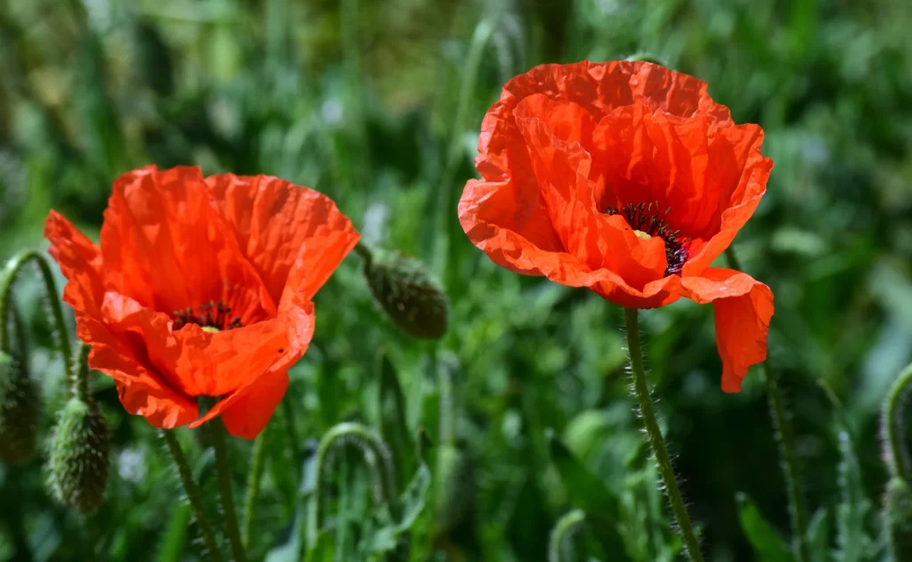Red Corn Poppy Petals Green warm Stems