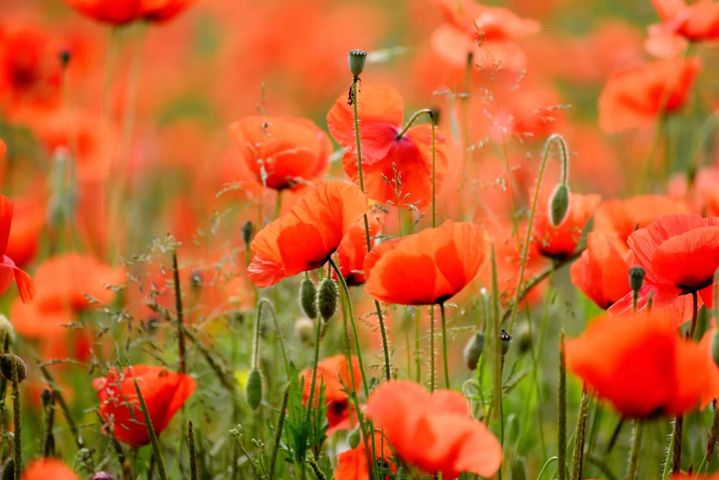 Red Corn Poppy Petals Green warm Stems