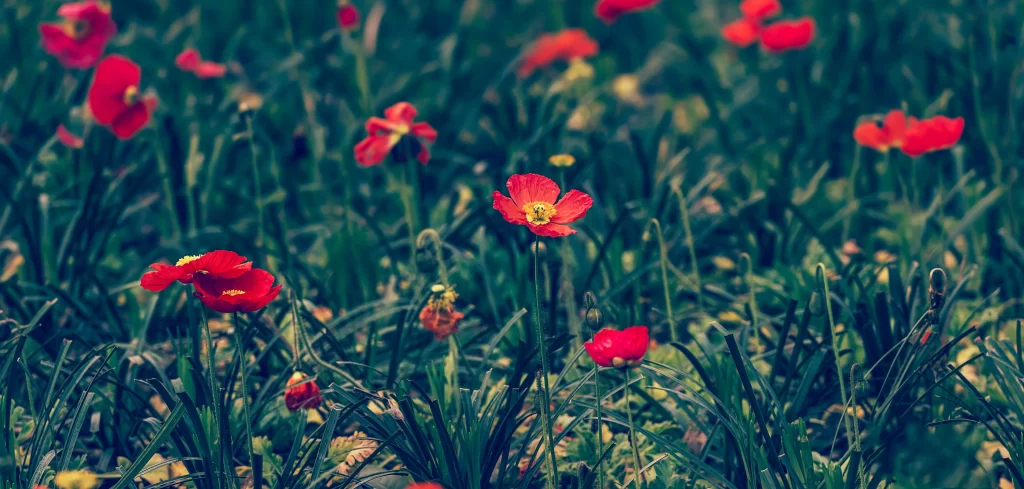 Red Corn Poppy Petals Green cool Grass