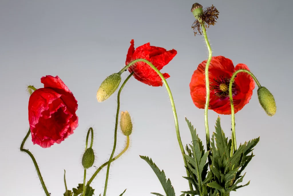 Red Corn Poppy Petals Green gray Stems