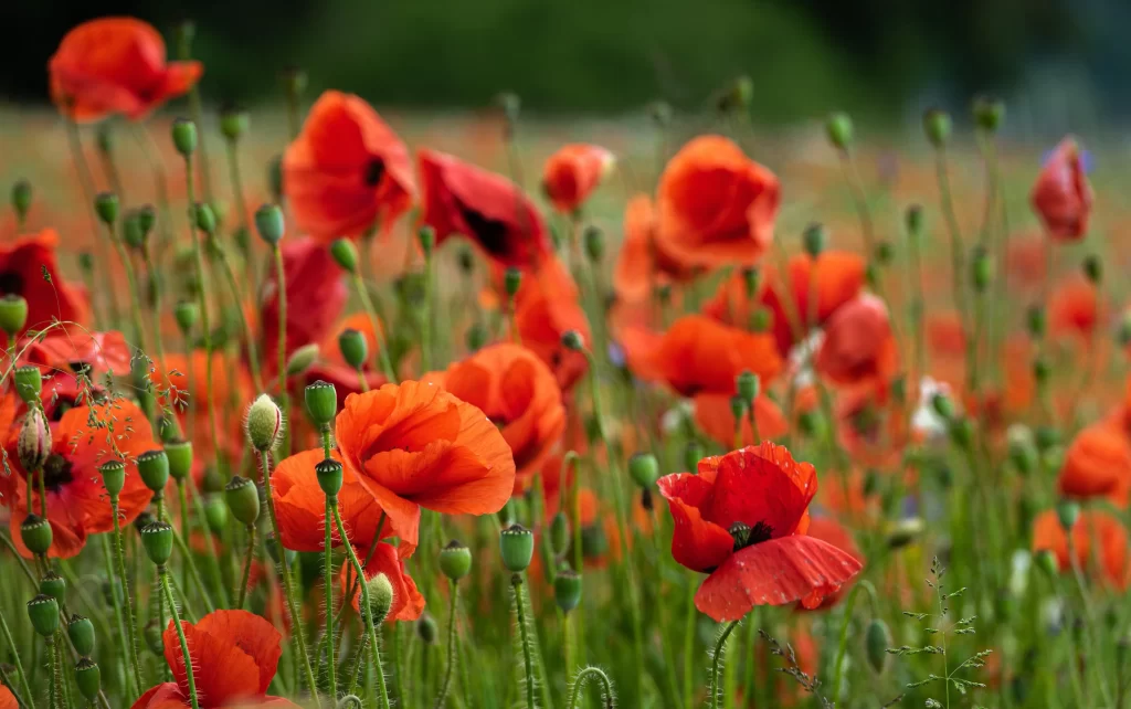 Red Corn Poppy Petals Green warm Stems