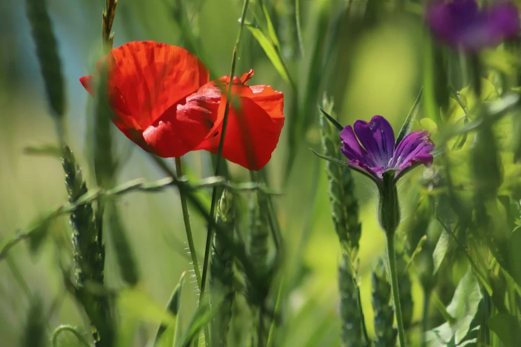 Red Corn Poppy Petals Purple Wildflower Greenery