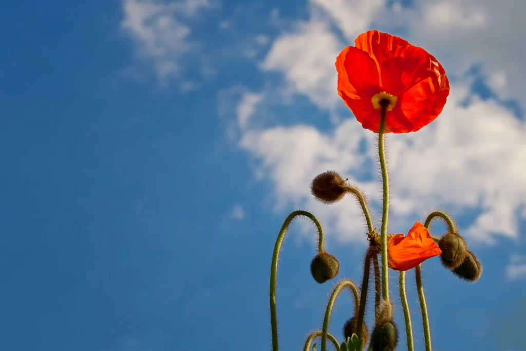 Red Corn Poppy Petals Sky Blue Clouds