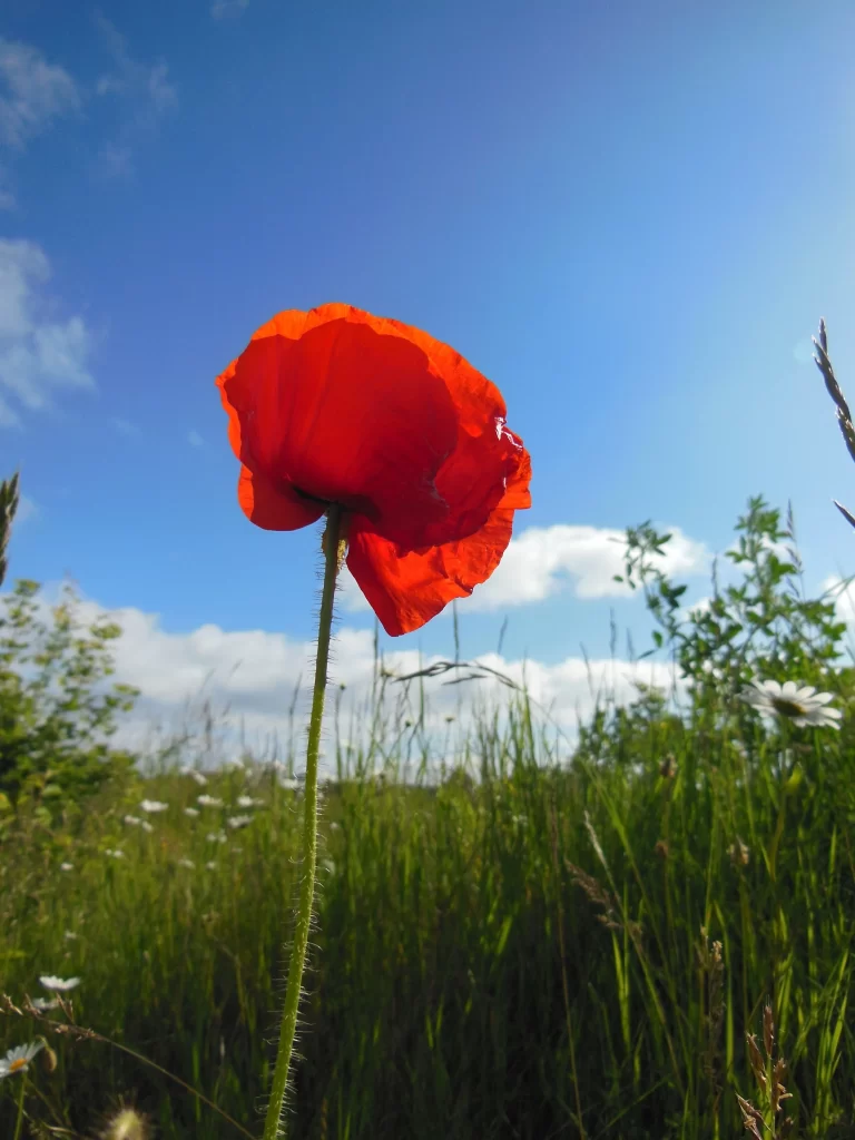Red Corn Poppy Petals Sky Green Grass