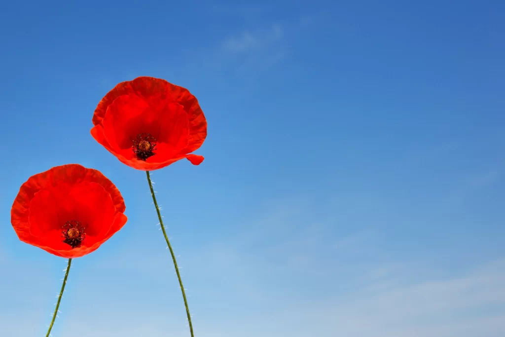 Red Corn Poppy Petals Sky Stems