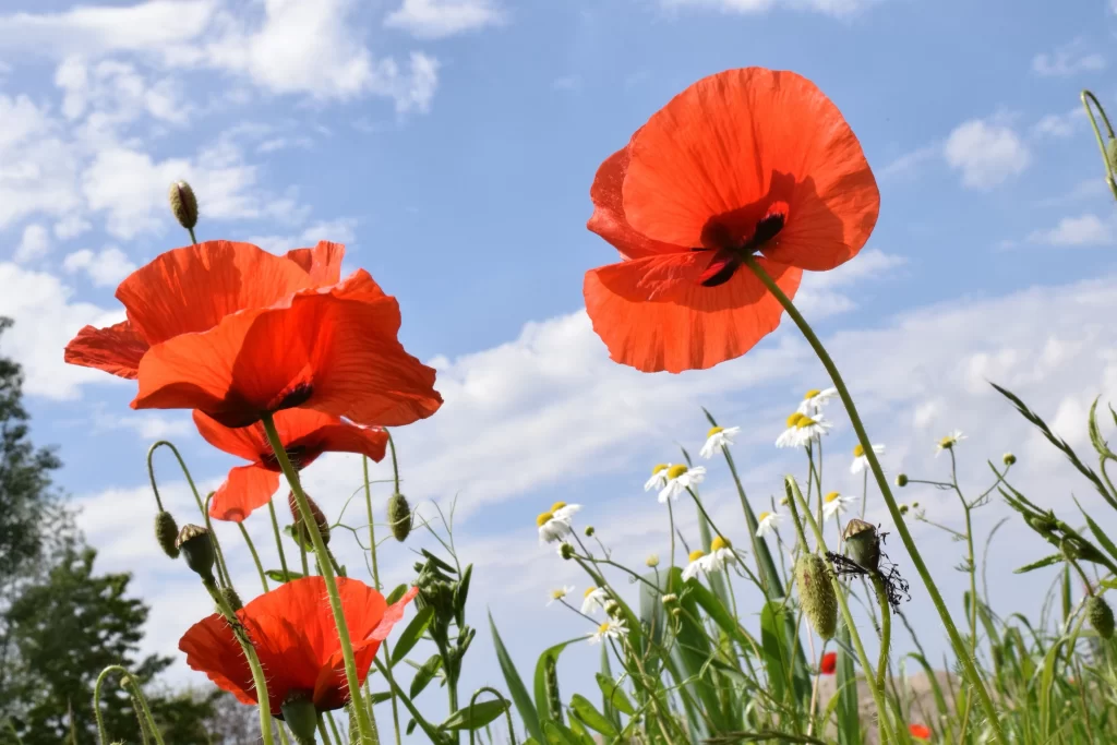 Red Corn Poppy Petals Sky Green Stems
