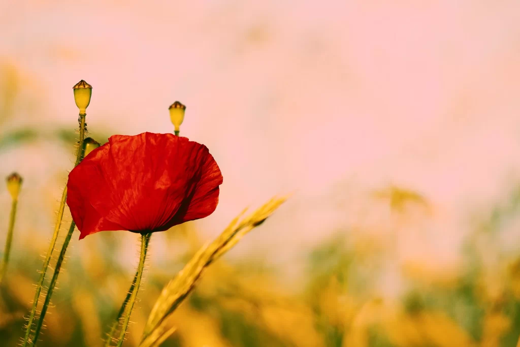 Red Corn Poppy Petals Stalks Greenery