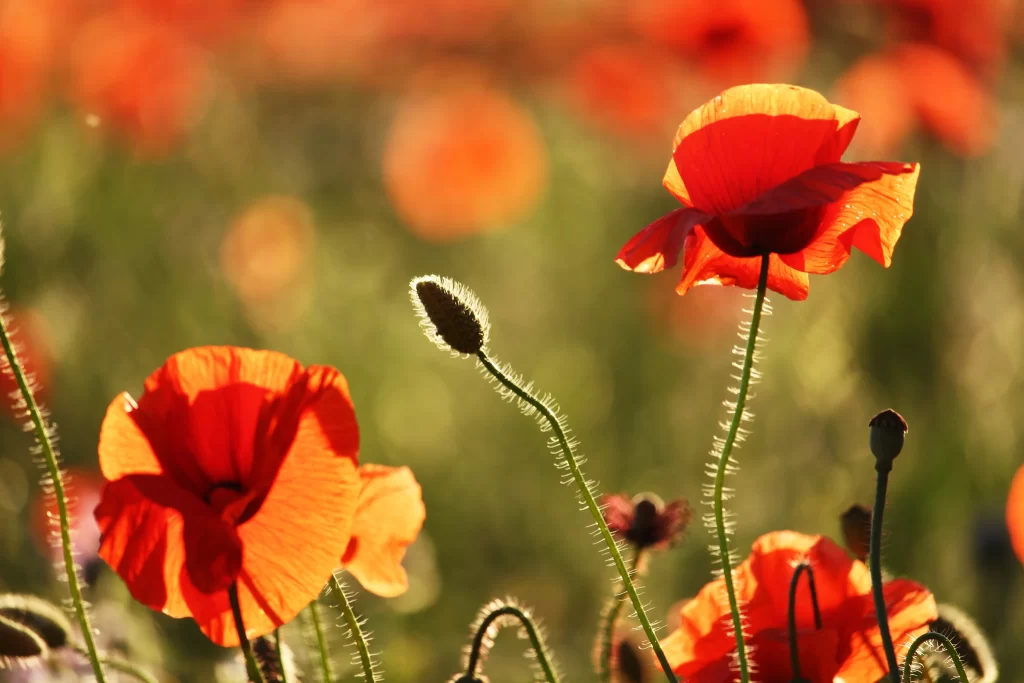 Red Corn Poppy Petals Stamen Green warm Stalks