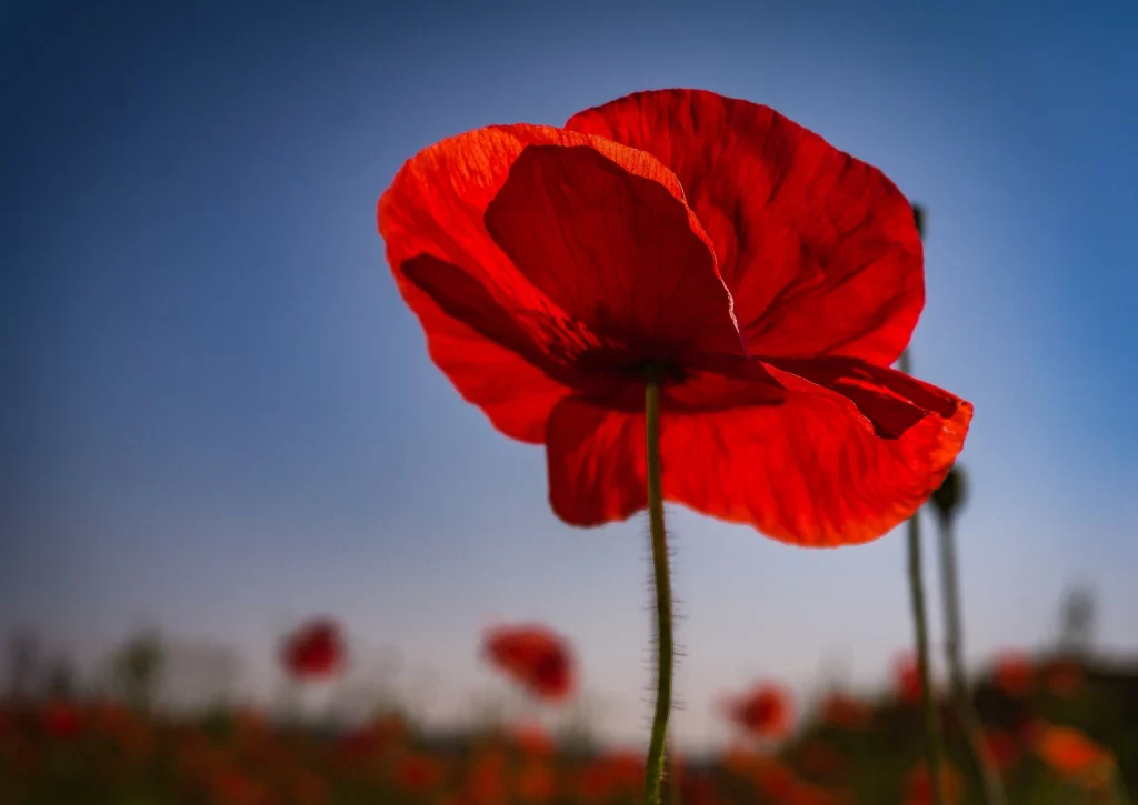 Red Corn Poppy Petals Stalk Blue Sky