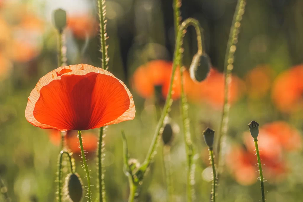 Red Corn Poppy Petals Stamen Green warm Stalks