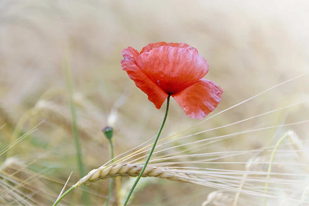 Red Corn Poppy Petals Stalk Wheat Field