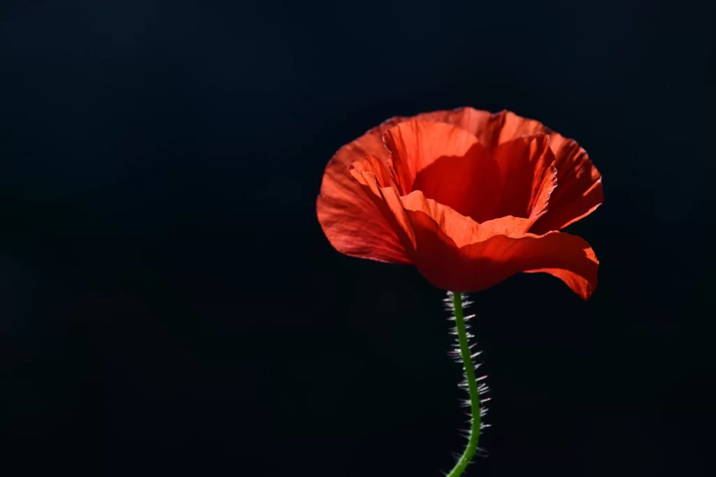 Red Corn Poppy Petals Stamen Green dark Stem