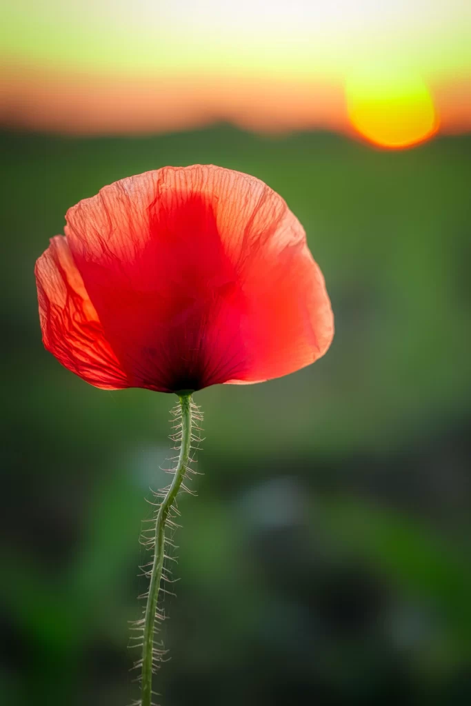 Red Corn Poppy Petals Stamen Green warm Stalk