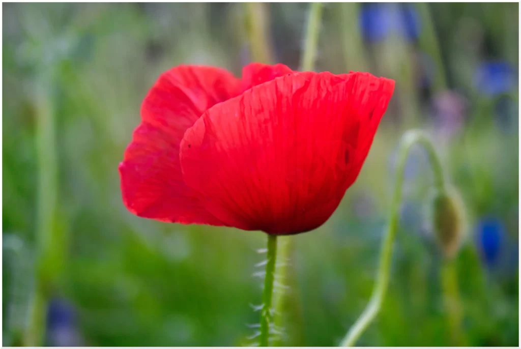 Red Corn Poppy Petals Stamen Green