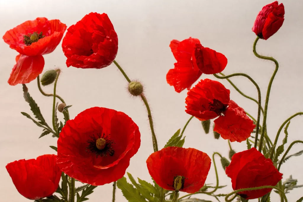 Red Corn Poppy Petals Stamen Green warm Stalk