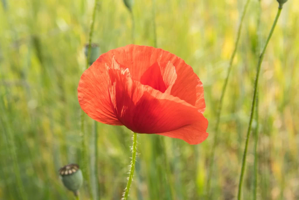 Red Corn Poppy Petals Stamen Green warm Stem