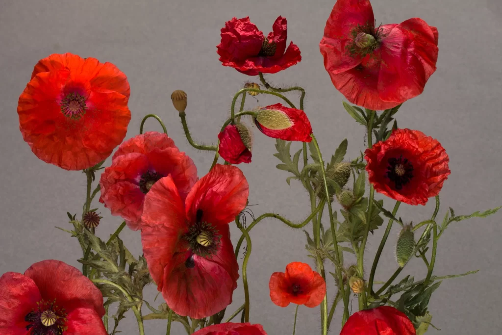 Red Corn Poppy Petals Stamen Green warm Stalk