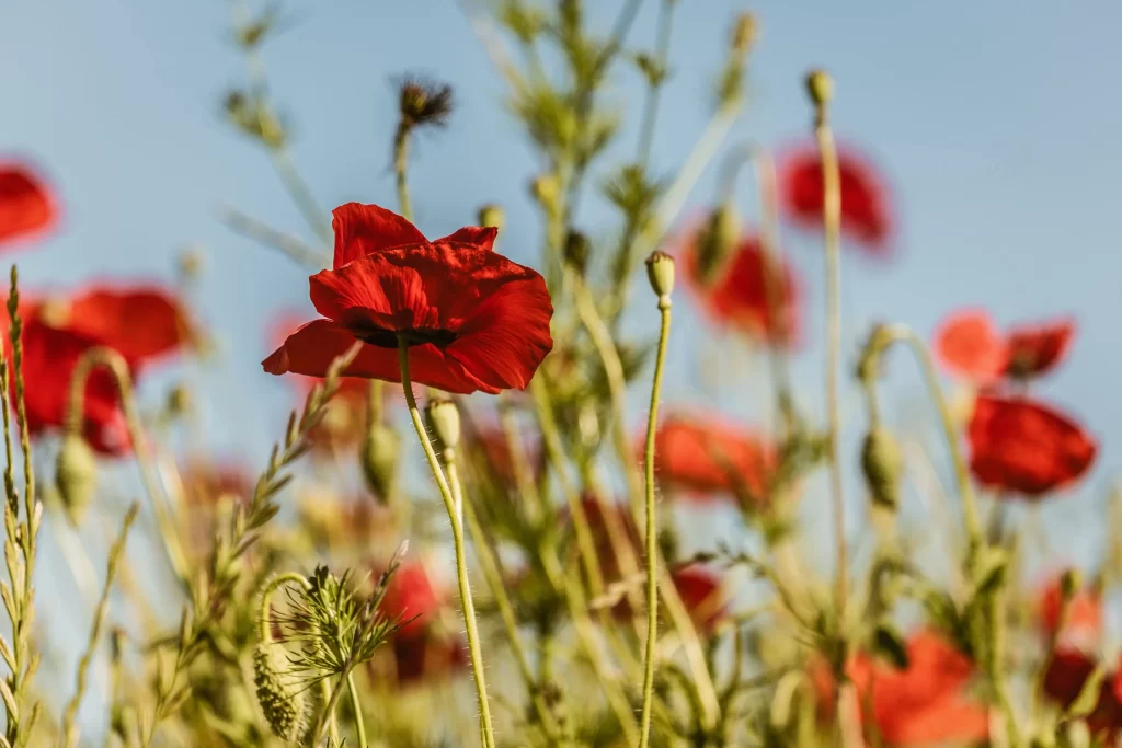 Red Corn Poppy Petals Stems Greenery Clear Sky