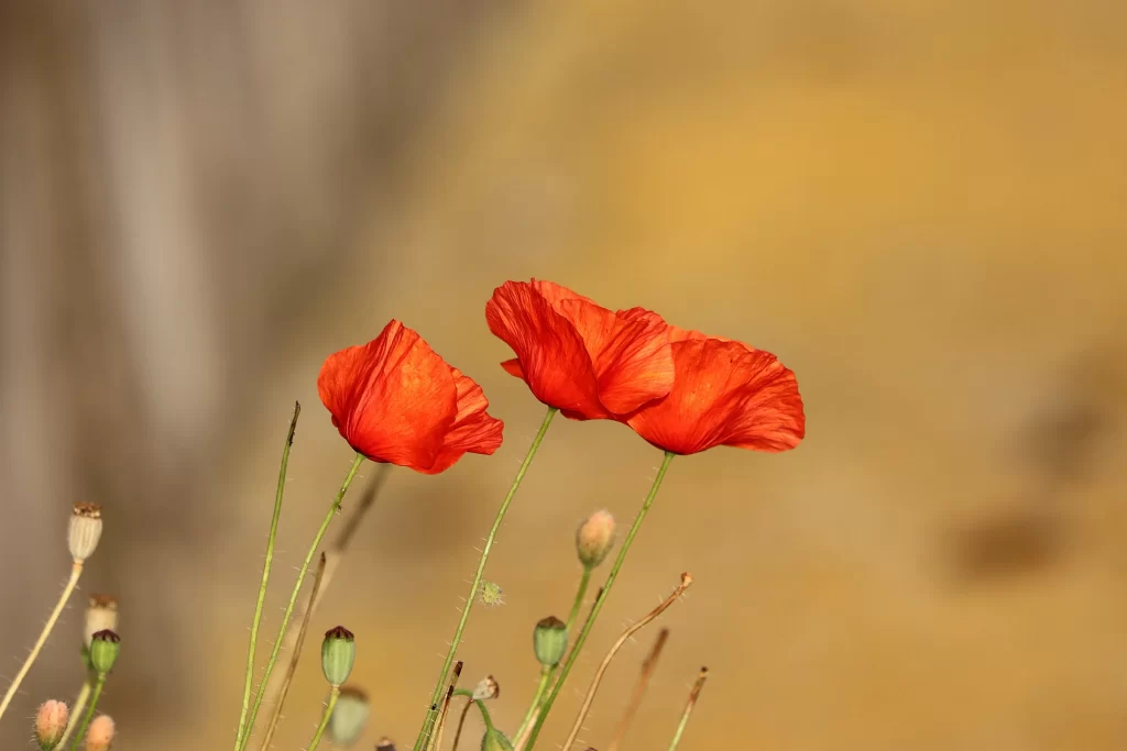 Red Corn Poppy Petals Stems warm Green