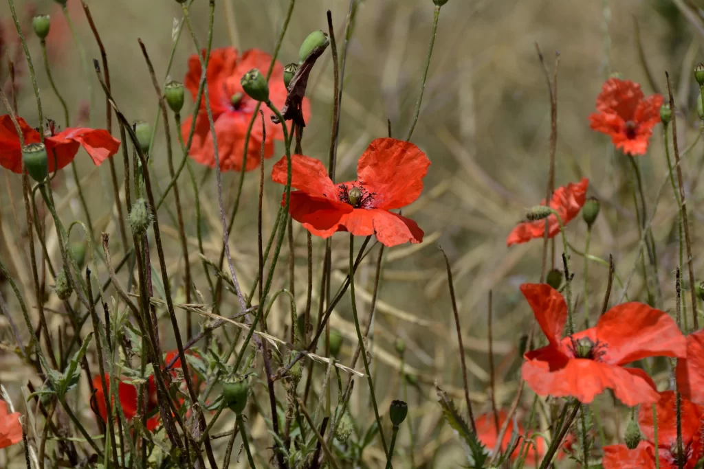 Red Corn Poppy Petals Stems warm Greenery