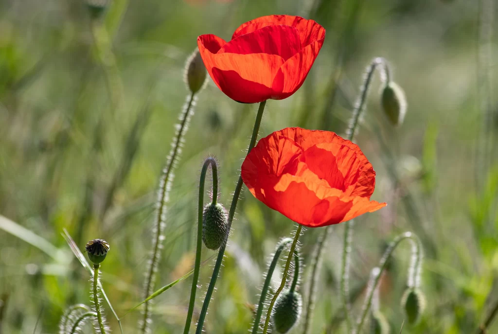 Red Corn Poppy Petals Stems warm Greenery