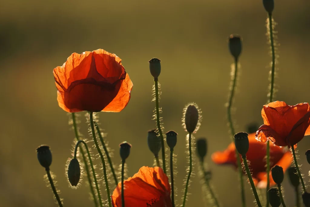 Red Corn Poppy Petals Stems warm Green